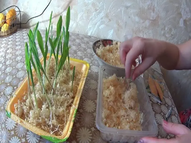 Planting corn seedlings