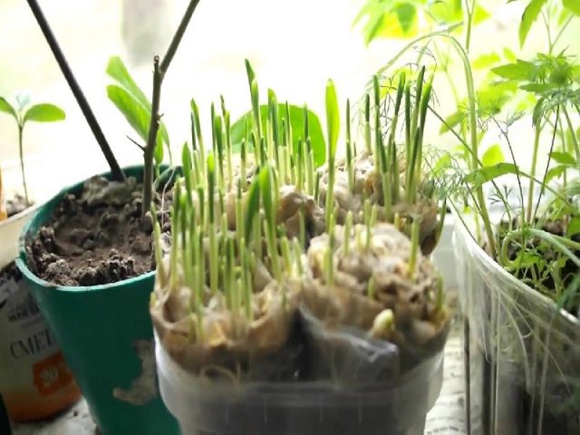 Planting corn seedlings