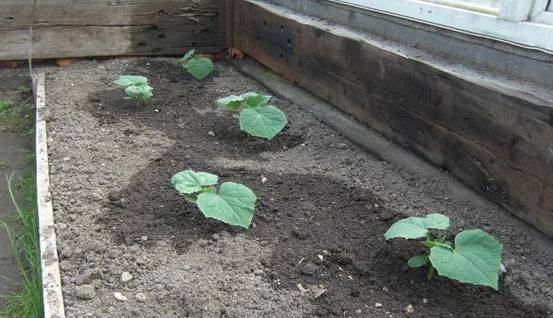 Planting cucumber seeds in a greenhouse