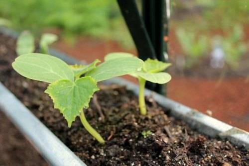 Planting cucumber seeds in a greenhouse