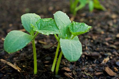 Planting cucumber seeds in a greenhouse