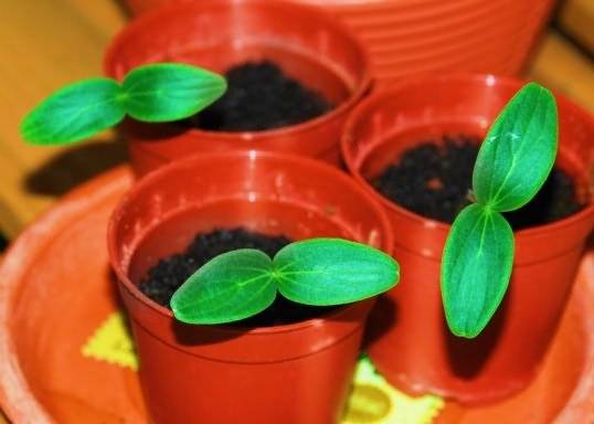 Planting cucumbers for seedlings in 2022