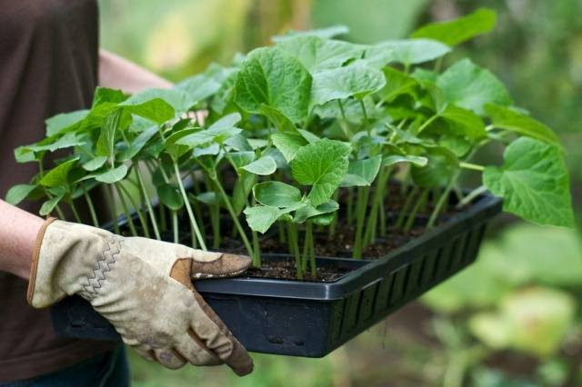 Planting cucumbers for seedlings in 2022