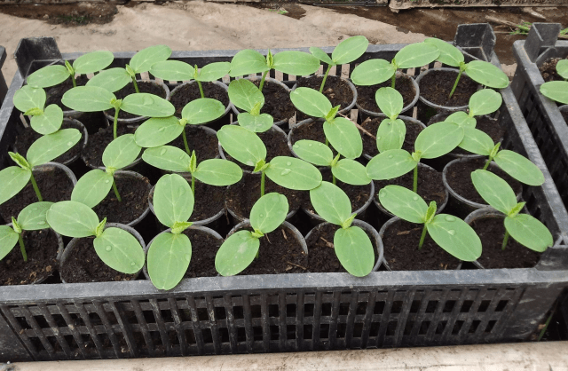 Planting cucumbers for seedlings in 2022