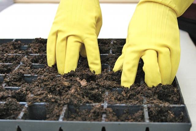 Planting cucumbers for seedlings in 2022