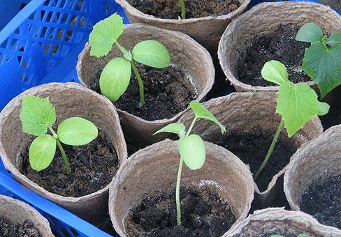 Planting cucumbers for seedlings in 2022