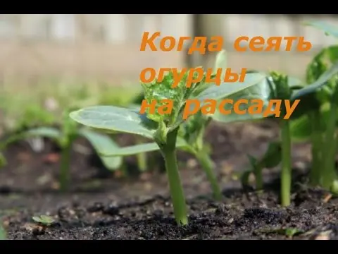 Planting cucumbers for seedlings in 2022