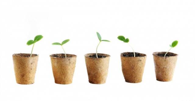 Planting cucumbers for seedlings in tablets and peat pots