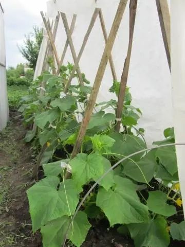 Planting cucumbers for seedlings in tablets and peat pots