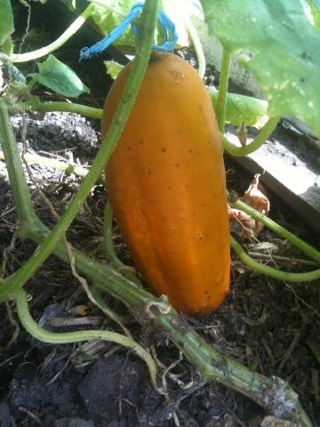 Planting cucumbers for seedlings in tablets and peat pots