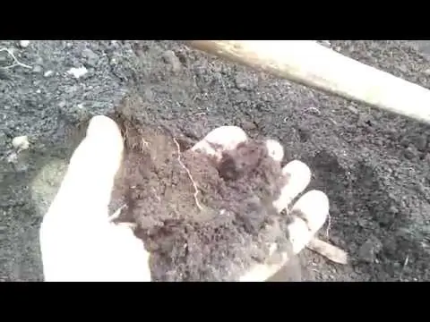 Planting cucumbers for seedlings in tablets and peat pots