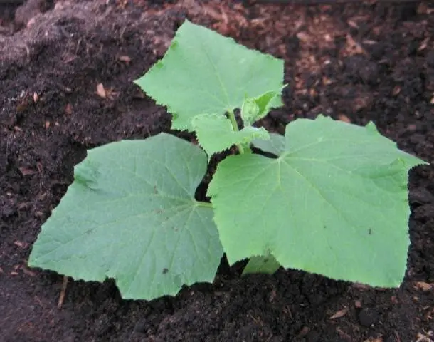 Planting cucumbers for seedlings in tablets and peat pots