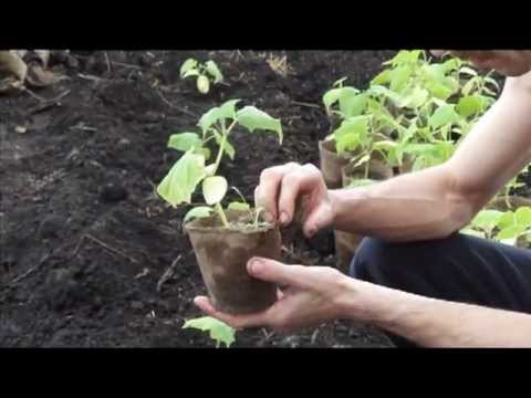 Planting cucumbers for seedlings in tablets and peat pots