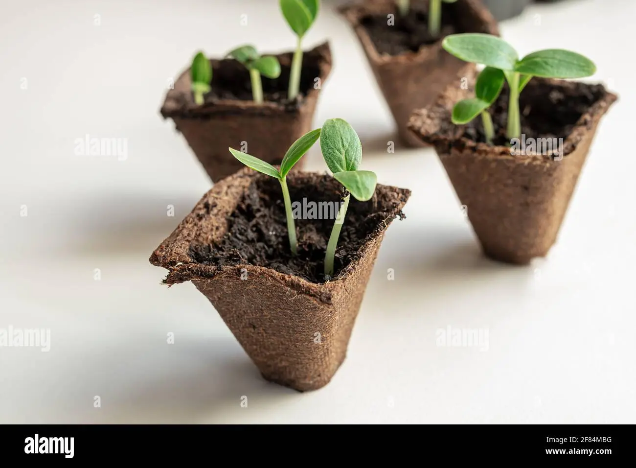 Planting cucumbers for seedlings in tablets and peat pots