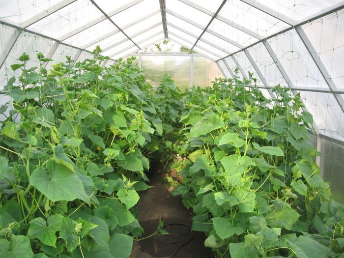 Planting cucumbers in a greenhouse: scheme, timing, distance