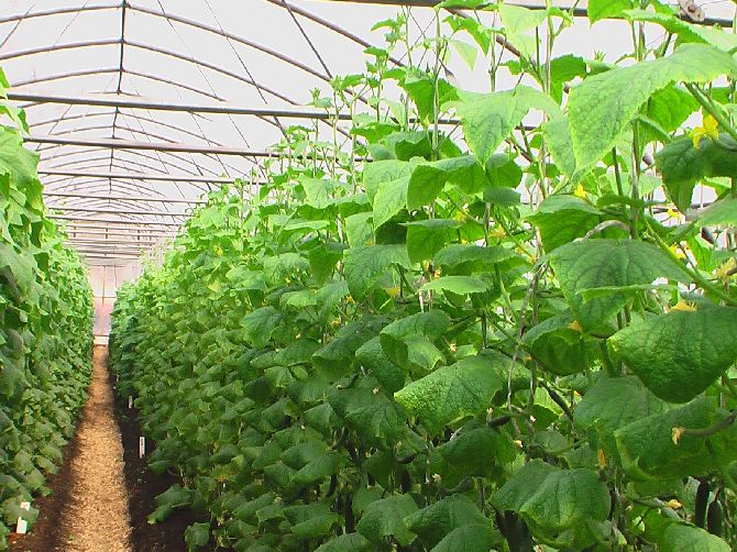 Planting cucumbers in a greenhouse: scheme, timing, distance