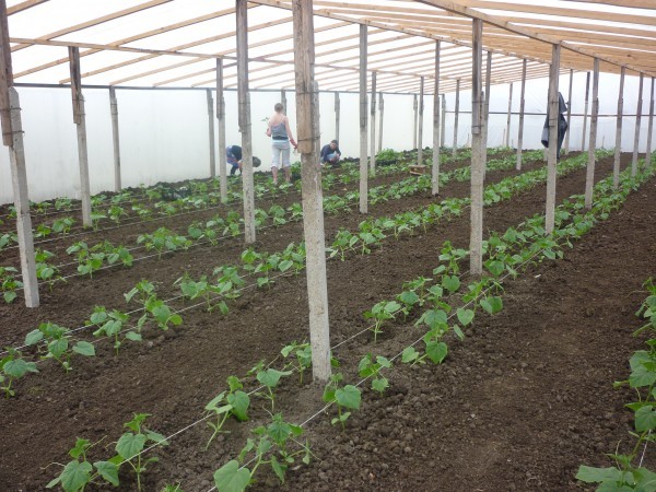 Planting cucumbers in a greenhouse: scheme, timing, distance