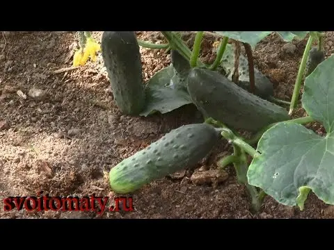 Planting cucumbers in a greenhouse: scheme, timing, distance