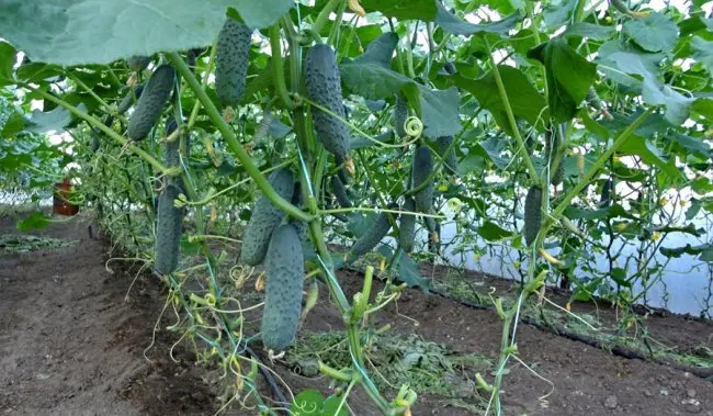 Planting cucumbers in a greenhouse: scheme, timing, distance