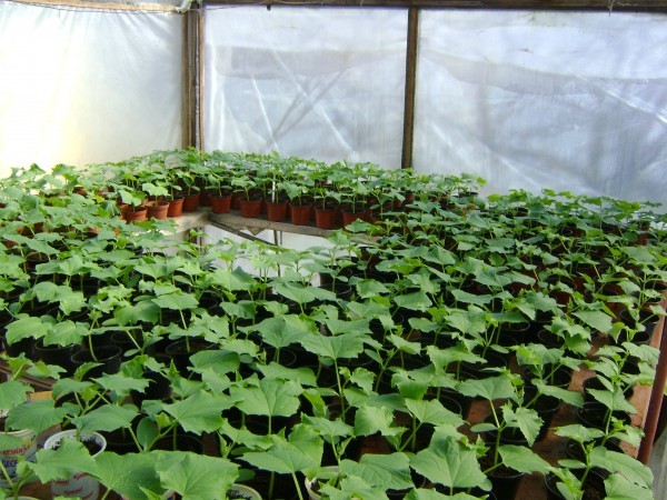 Planting cucumbers in a greenhouse: scheme, timing, distance