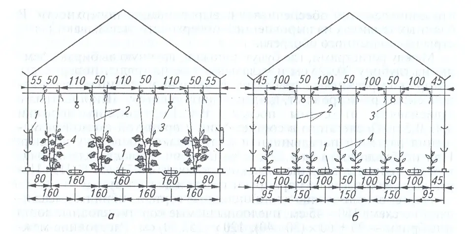 Planting cucumbers in a greenhouse: scheme, timing, distance