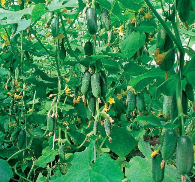 Planting cucumbers in a greenhouse: scheme, timing, distance