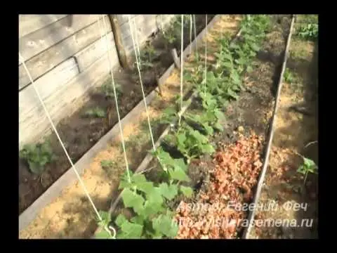 Planting cucumbers in a greenhouse: scheme, timing, distance