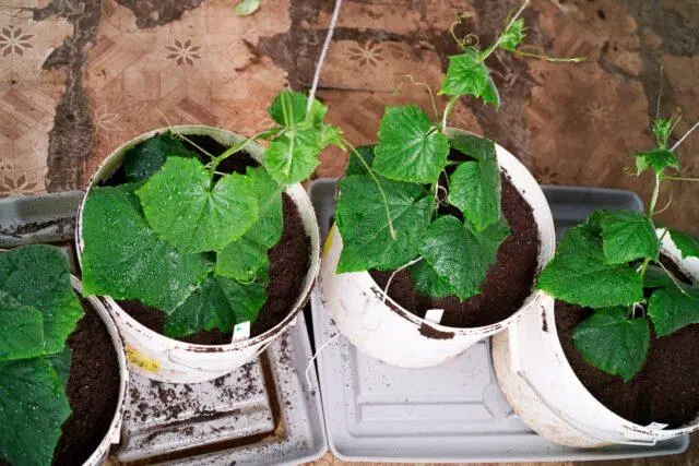 Planting cucumbers in buckets: in a greenhouse, on the street, without a bottom in the ground, video, reviews