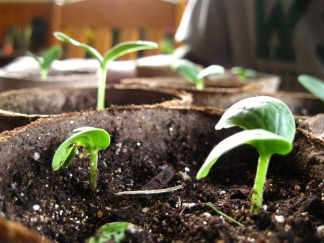 Planting cucumbers in buckets: in a greenhouse, on the street, without a bottom in the ground, video, reviews