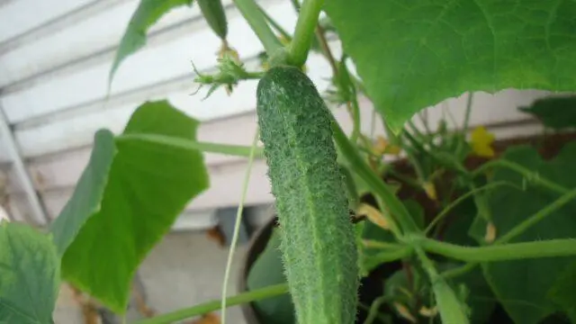 Planting cucumbers in buckets: in a greenhouse, on the street, without a bottom in the ground, video, reviews