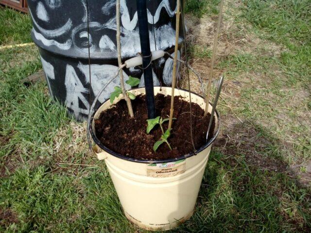 Planting cucumbers in buckets: in a greenhouse, on the street, without a bottom in the ground, video, reviews