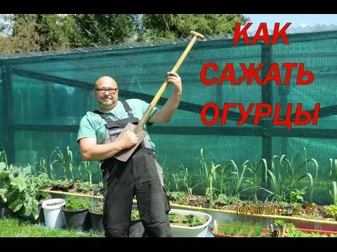 Planting cucumbers in buckets: in a greenhouse, on the street, without a bottom in the ground, video, reviews