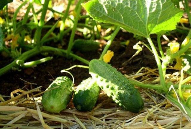 Planting cucumbers in July