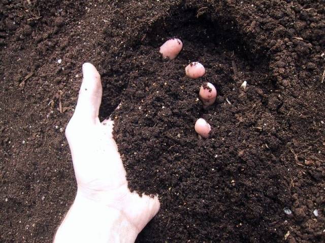 Planting cucumbers in July