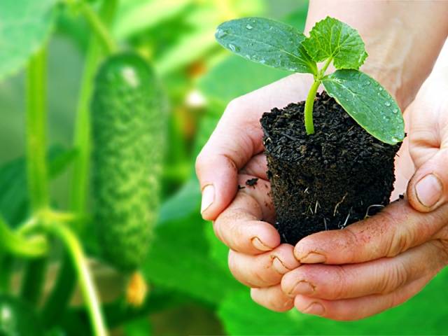 Planting cucumbers in July