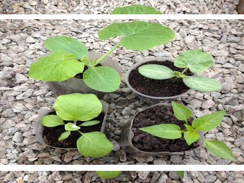 Planting cucumbers in July