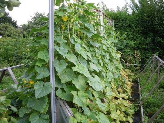 Planting cucumbers in July