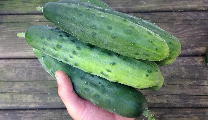 Planting cucumbers in July