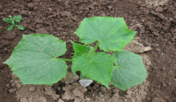 Planting cucumbers in open ground: rules and recommendations