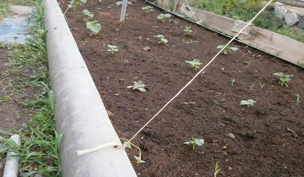 Planting cucumbers in open ground: rules and recommendations