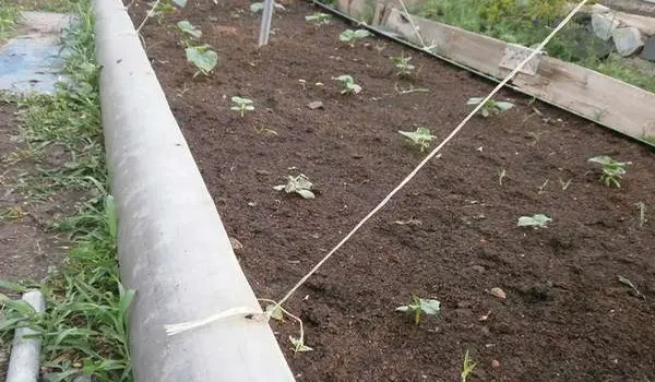 Planting cucumbers in open ground: rules and recommendations