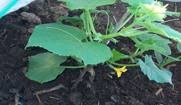 Planting cucumbers in open ground: rules and recommendations