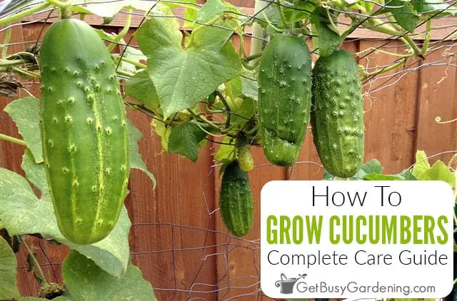 Planting cucumbers in open ground: rules and recommendations