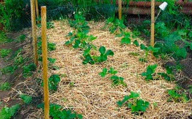 Planting cucumbers in open ground with seeds