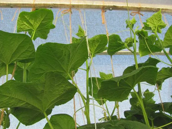 Planting cucumbers in open ground with seeds