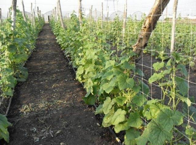 Planting cucumbers in open ground with seeds