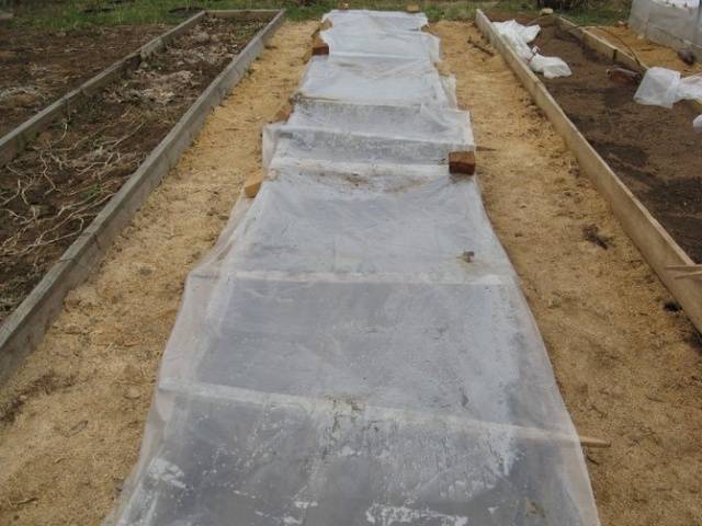 Planting cucumbers in open ground with seeds