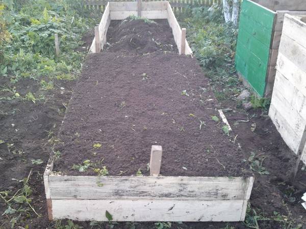 Planting cucumbers in open ground with seeds