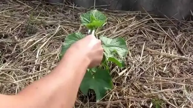 Planting cucumbers in open ground with seeds