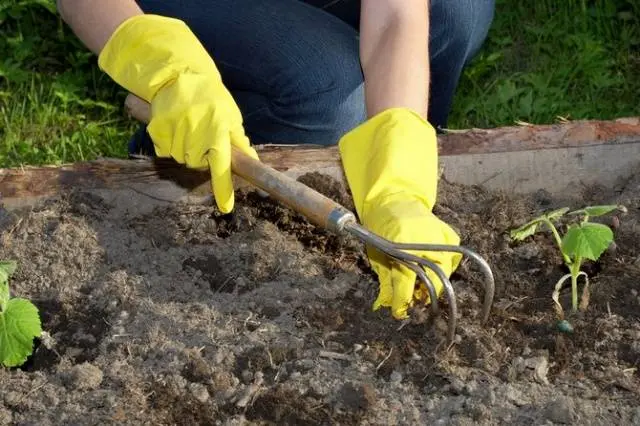 Planting cucumbers in open ground with seeds